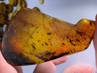 23g Rough Stone 2 Unique Beetle Burmite Myanmar Amber Insect Fossil Dinosaur Age