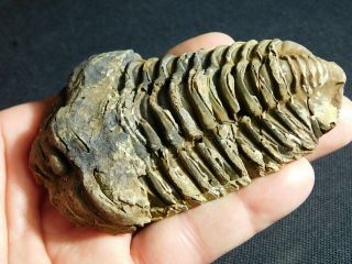 A Big Natural Flexicalymene Sp.  Trilobite Fossil Found In Morocco 159gr