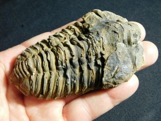 A Big Natural Flexicalymene sp.  Trilobite Fossil Found in Morocco 159gr 2