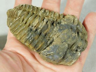 A Big Natural Flexicalymene sp.  Trilobite Fossil Found in Morocco 159gr 3