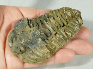A Big Natural Flexicalymene sp.  Trilobite Fossil Found in Morocco 159gr 4