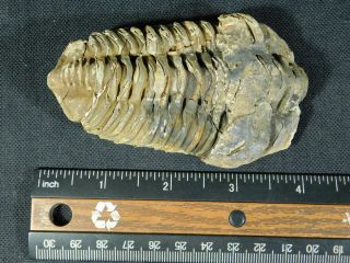 A Big Natural Flexicalymene sp.  Trilobite Fossil Found in Morocco 159gr 5