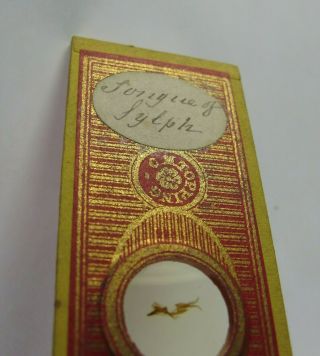 Antique Microscope Slide By C.  M.  Topping.  " Tongue Of Sylph ".