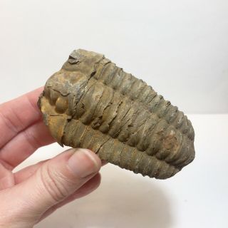 3.  15 " Trilobite Fossil - Flexicalymene Arthropod Morocco