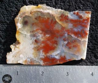 Polished rock slab CAREY plume agate - specimen 2