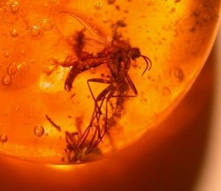 Mycetophilid Fly With Wasp,  Water Bubble In Authentic Dominican Amber Fossil