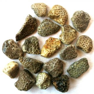 18 Unpolished Michigan Petoskey Stone - Hexagonaria - Coral Fossil - 6.  5,  Lbs