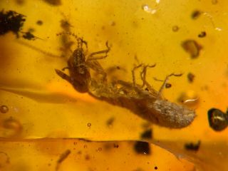 Rare Termite Larvae Burmite Myanmar Burmese Amber Insect Fossil Dinosaur Age