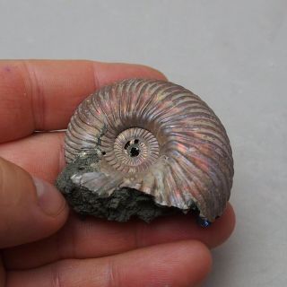 54mm Quenstedtoceras Pyrite Ammonite Fossils Callovian Fossilien Russia 4