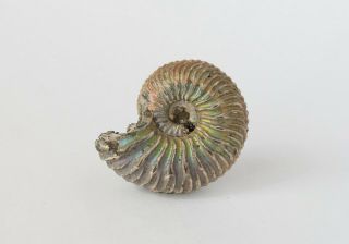 Fossil Jurassic Pyrite Colourful Ammonite Cardioceras Sp.  From Russia