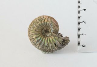 Fossil Jurassic pyrite colourful ammonite Cardioceras sp.  from Russia 2