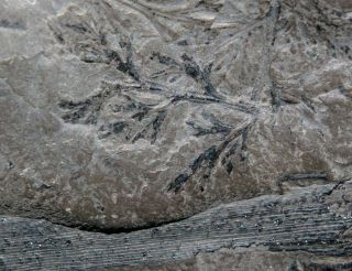 Diplotmema Heterangium Adiantoides,  Rare Carboniferous Fossil Plant