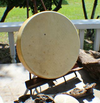 12 " Native American Deer Hide Hand Drum Cherokee Made William Lattie Cert Auth