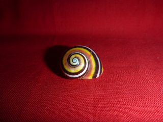 4 Colored Striped Polymita Picta Land Snail Shell Landsnail Mollusk