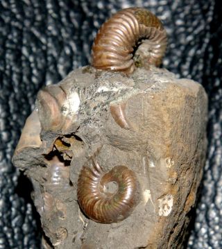 Jurassic,  Callovian Pyritized Ammonite - Quenstedtoceras Henrici