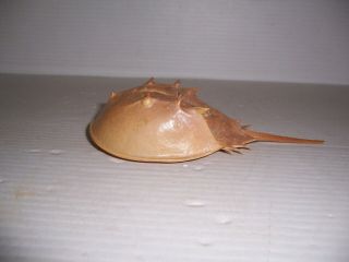 Horseshoe Crab Shell 6 5/8 