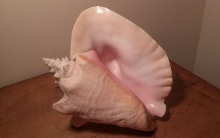 Vintage Pink Queen Conch Shell 7 1/2 " L X 6 1/2 " H 5 " W No Harvest Hole Euc