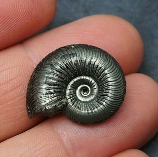 25mm Quenstedtoceras Pyrite Ammonite Fossils Callovian Fossilien Russia Pendant