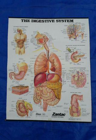 Vtg Medical Sign Chart Human 1986 Digestive System Anatomy Glaxo Zantac Display