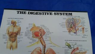 VTG Medical Sign Chart Human 1986 Digestive System Anatomy Glaxo Zantac Display 2