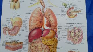 VTG Medical Sign Chart Human 1986 Digestive System Anatomy Glaxo Zantac Display 3