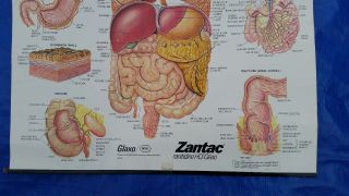VTG Medical Sign Chart Human 1986 Digestive System Anatomy Glaxo Zantac Display 4