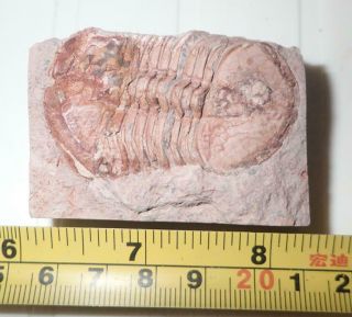 Fossil Brownish Trilobite Ductina Vietnamica 48x29 Mm 74.  4 Gram