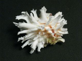 Chama Lazarus Linnaeus,  1758 " An Chrysanthemum Clam " (60.  0mm)