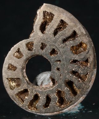Polished Pyrite Ammonite Fossil Jurassic 20 Mm Pyritized Pendant 2528p - Russia