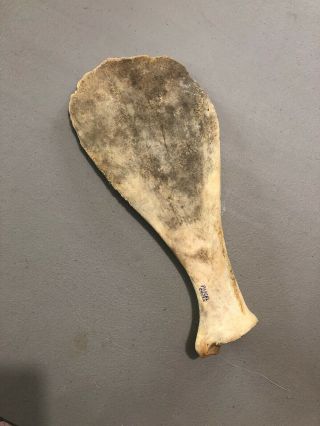 Mlc S3254 13 1/2” Polished Bone Scapula Hoe Pascal Creek Sd X Loitwood Artifact
