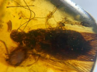 0.  5g big adult roach Burmite Myanmar Burmese Amber insect fossil dinosaur age 2
