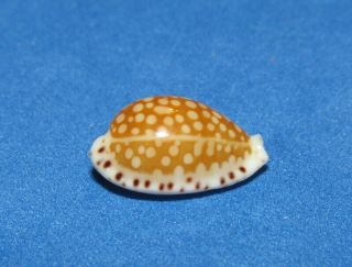 Seashells Cypraea Gaskoini Fisheri,  Male Form,  Hawaii.  Cyp8421 Shells