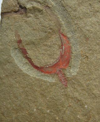 Fossil Echinoderm Thoralicystis Sp.