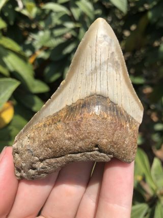 Huge Wide 3.  24” Megalodon Tooth Fossil Shark Teeth Unrestored