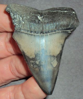 Huge 2.  570 " Mako Shark Tooth Fossil From South Carolina With Shark Tooth Guide