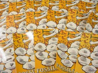 Noblespirit {3970}spectacular Selection Of Fossil Packets