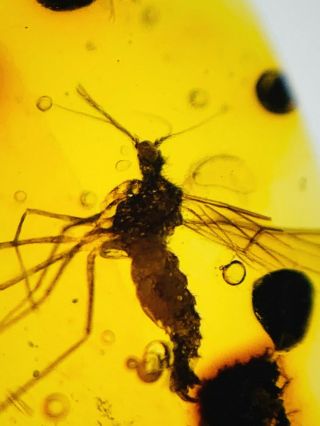 C304 - Diptera In Fossil Burmite Insect Amber Cretaceous Dinosaur Period