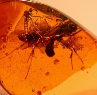 Ponerine Winged Male Ant With Large Jaws In Authentic Dominican Amber Fossil