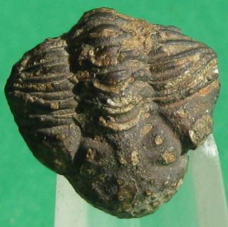 Very Rare Trilobite Fossil Malvinella Buddeae
