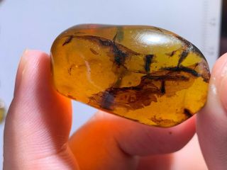 9.  2g Unique Plant&2 Beetles Burmite Myanmar Amber Insect Fossil Dinosaur Age