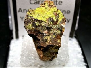 Minerals : Carnotite On And In Petrified Wood From Arizona,  Usa