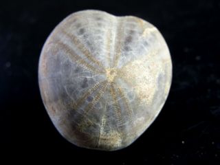And Very Rare Echinoid Fossil.  Toxaster.  Spain.  Nºhd1