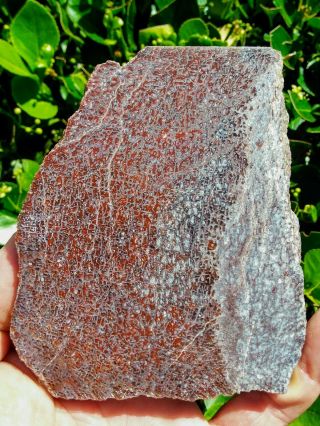 Polished Rare Red Silver Gem Petrified Dinosaur Bone Agate Slab Cell Utah 8.  1oz