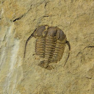 Fossils Trilobite Sinosaukia Daliensis,  Interest,  Cool Aa5