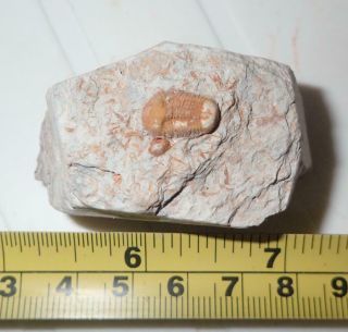 Fossil Brownish Trilobite Ductina Vietnamica 11x6 Mm 50.  5 Gram