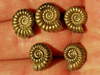5 Gold Pyrite Promicroceras Fossil Ammonites Jurassic Dinosaur Age Jewelry Gifts