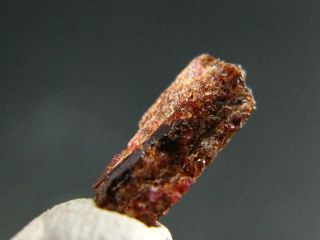 Very Rare Painite Crystal From Asia - 1.  35 Carats