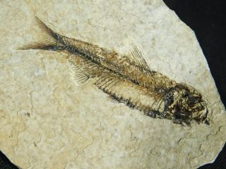 A Small 100 Natural 50 Million Year Old Aaa Fossil Fish From Wyoming 59.  0gr