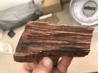 REILLY’S ROCKS: Arizona Petrified Wood With Stunning Druzy Smoky Quartz 2