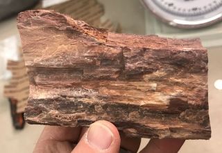 REILLY’S ROCKS: Arizona Petrified Wood With Stunning Druzy Smoky Quartz 3